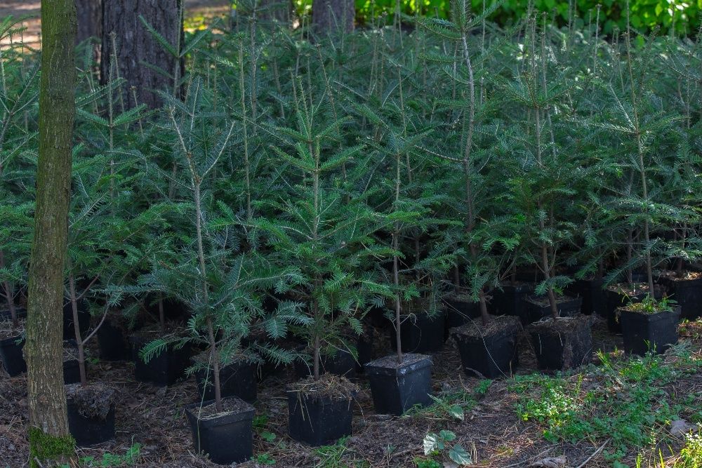 Jodła Pospolita (Abies Alba), wysokość 50-70 cm, donica 3l