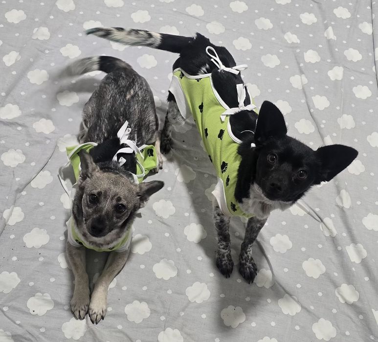 Do adopcji małe sunie