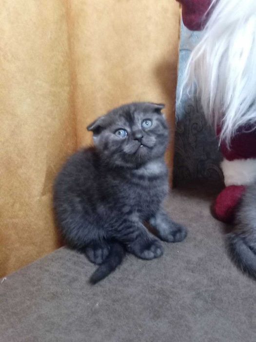 Висловушки шотландські коти