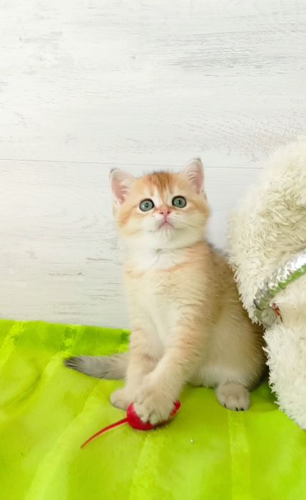 Золота шиншила шотландська прямовуха