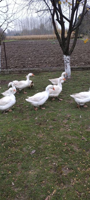 Gęsi owsiane eko