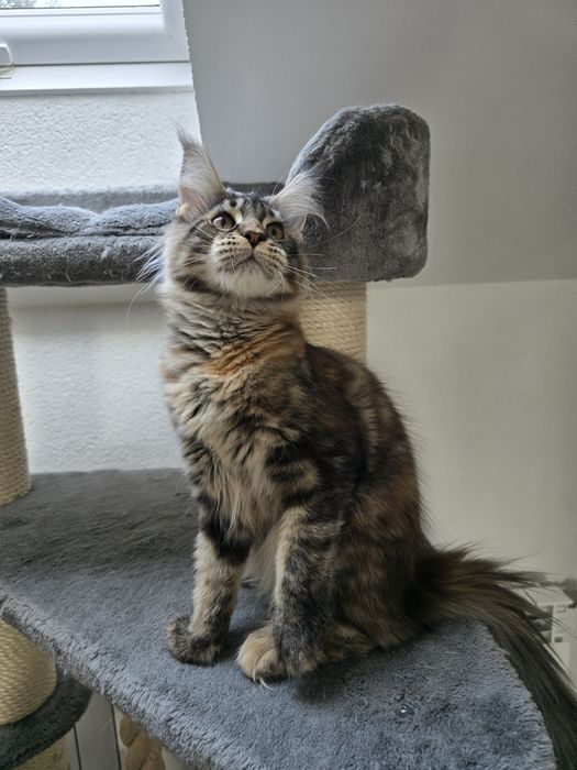 Koteczka Maine coon