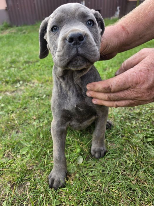 Cane Corso Błękitno pręgowana suczka gotowa do odbioru