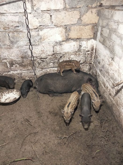 В'єтнамські поросят