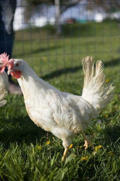 Kury kokoszki nioski Tetra tintet super nioska możliwy dowóz