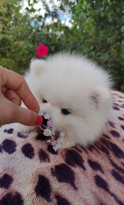 Помернского шпица щенки