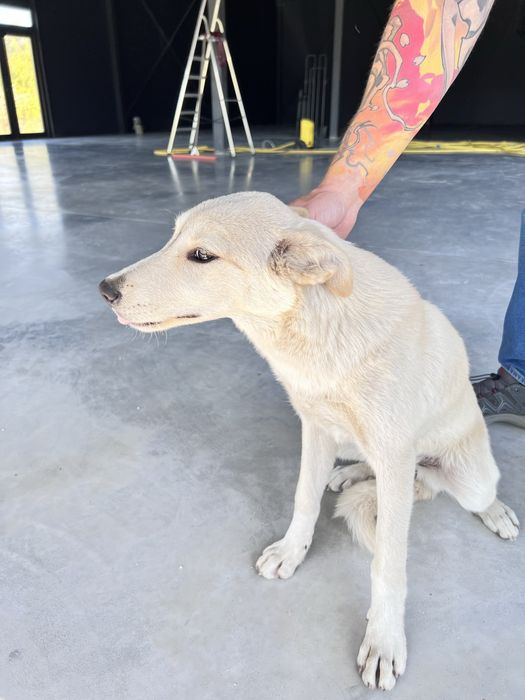 Лагідна собака в добрі руки (6 міс.)