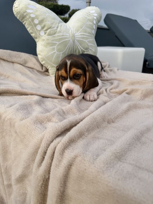 Beagle   menina linda