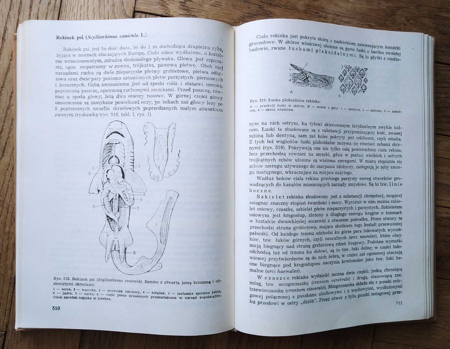 Zoologia S. Feliksiak