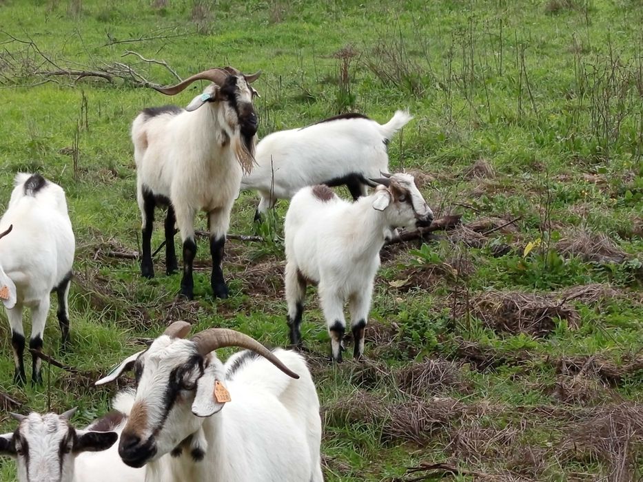 Cabritos raça serpentina