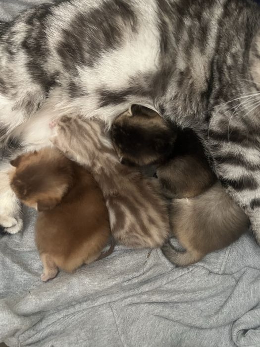 Британські котенята котики кошенята