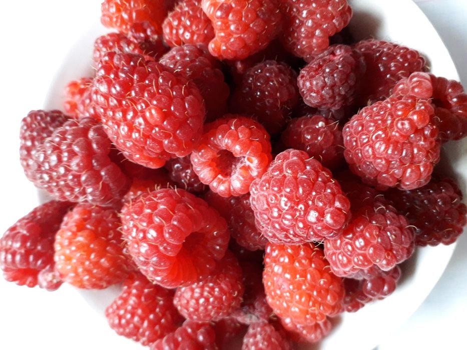 Обліпиха , Малина, чорниця, актинідія,,  свіжі та перетерті  з