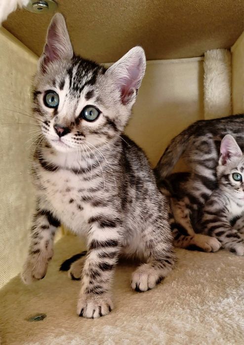 Kotka srebrna bengalska kot bengal rodowód FPL FiFE