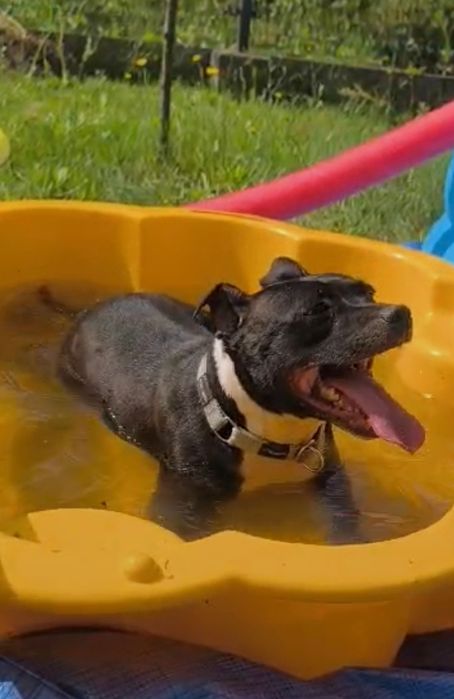 Suczka Staffordshire Bull Terrier do adopcji