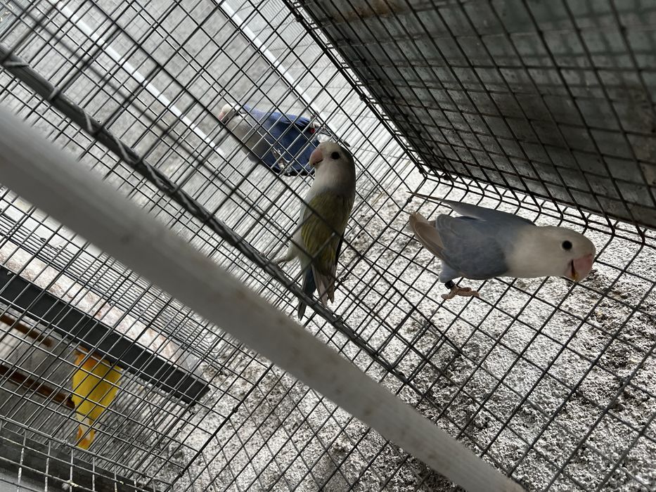 Casal Agapornis  2025