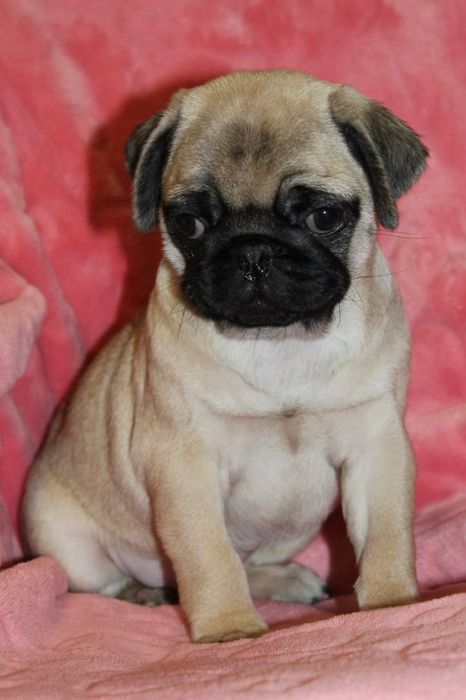 Бомбезні мопсики