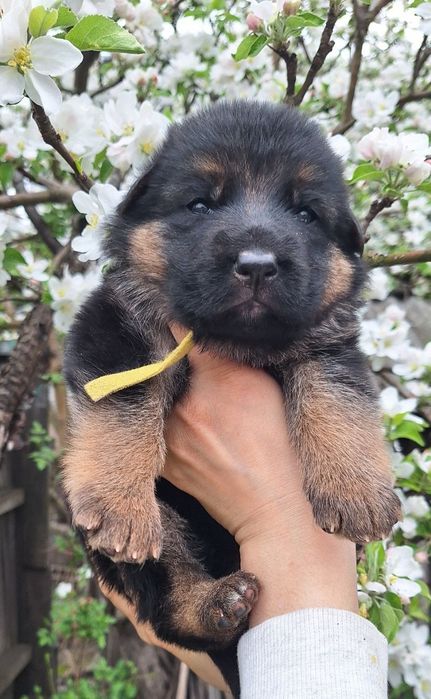 Цуценята німецької вівчарки