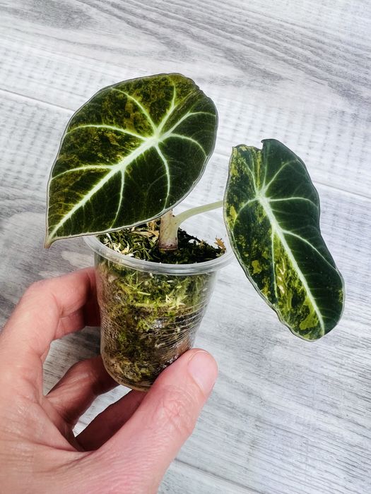Набір Алоказія Black Velvet gold gragon mint Variegata polly