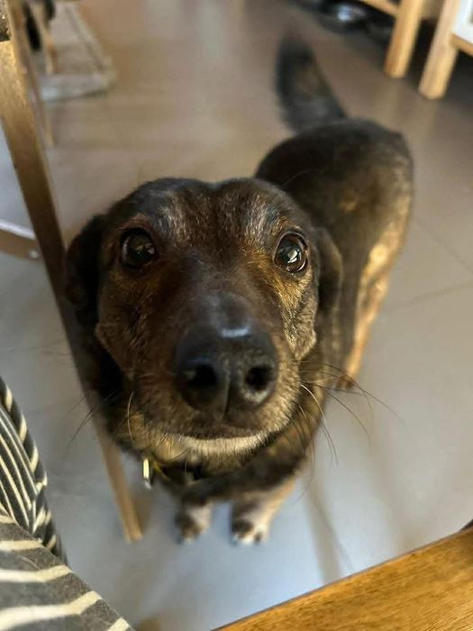 Do adopcji uroczy Benek