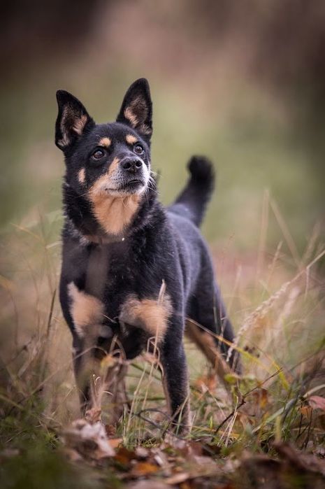 Czarny, superowy kundelek!Charakterny i oddany.Adopcja psa w potrzebie