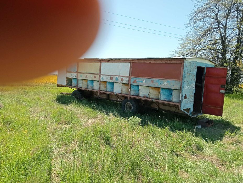 продам бджолосімї