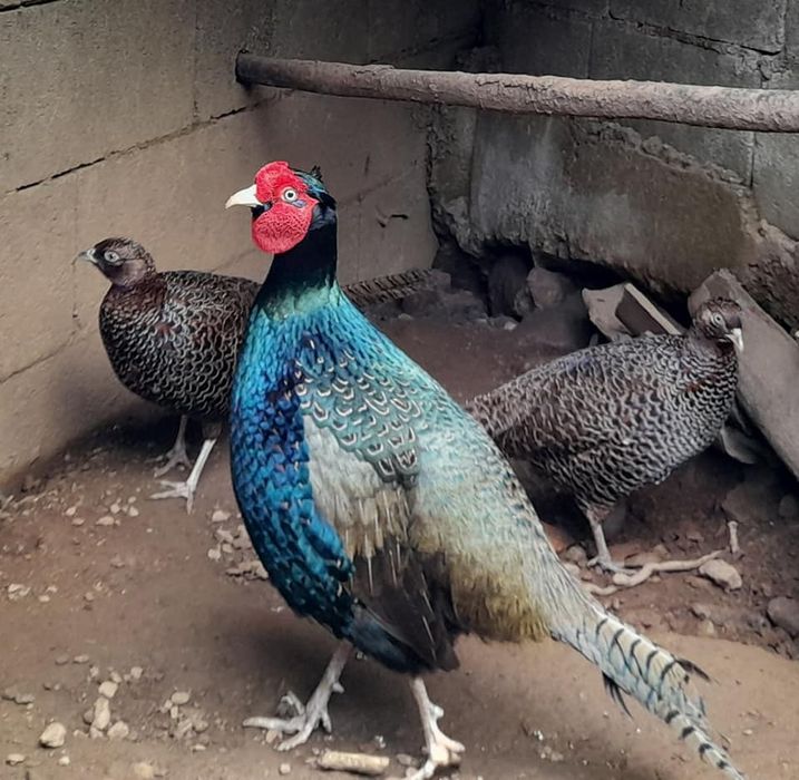 Ovos de galinhas e de ...