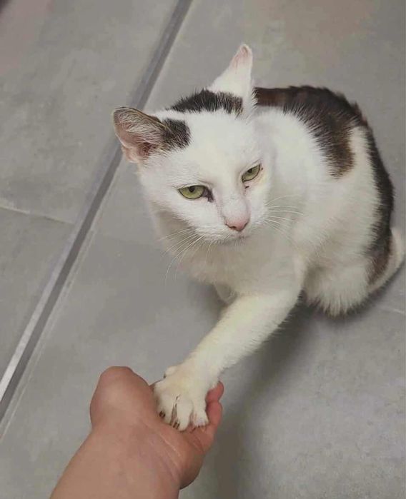 Starsza, spokojna kotka szuka swojego miejsca na ziemi!