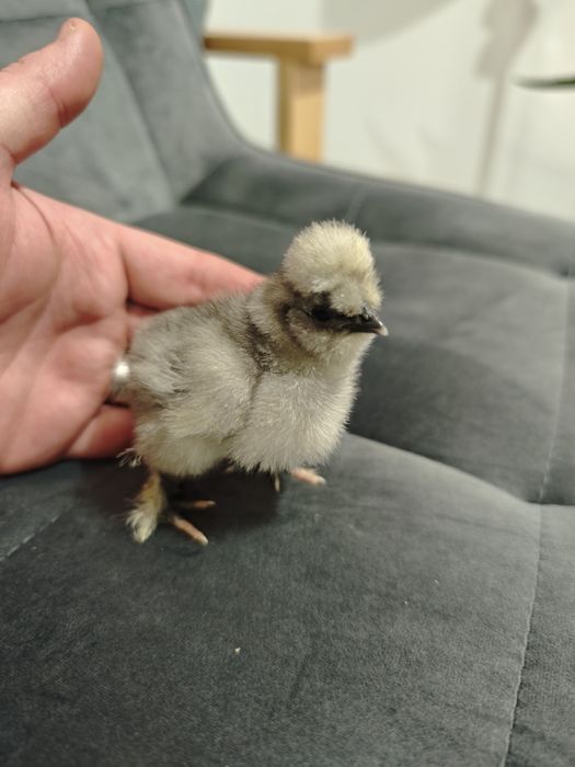 Silka  Kurczaki jedwabiste, Silki USA