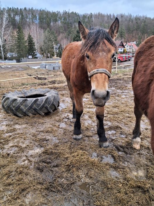 Klacze sztumskie po rodzicach programowych