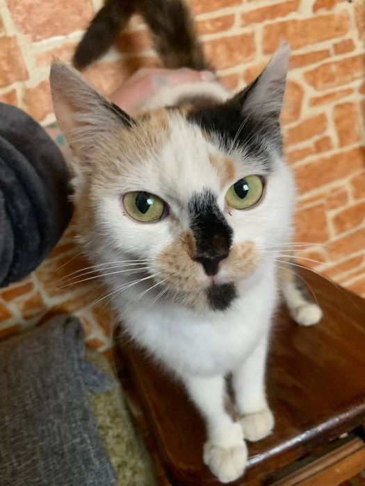 Отдам даром!!Срочно