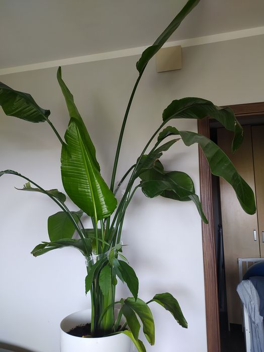 strelicja nicolay biała