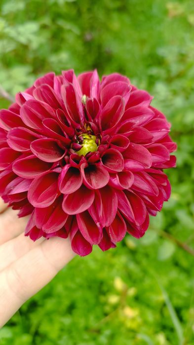 Жоржини георгіни