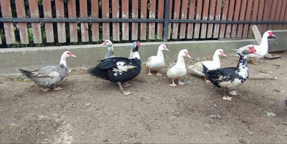 Kaczki, Kaczory , gęsi, indyki