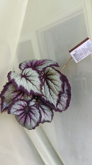 Бегонії дорослі різних сортів. 3 рослини 370 грн