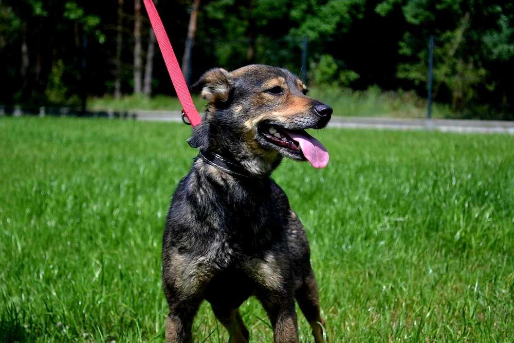 Poszukiwany najlepszy dom na Świecie dla Hortensji
