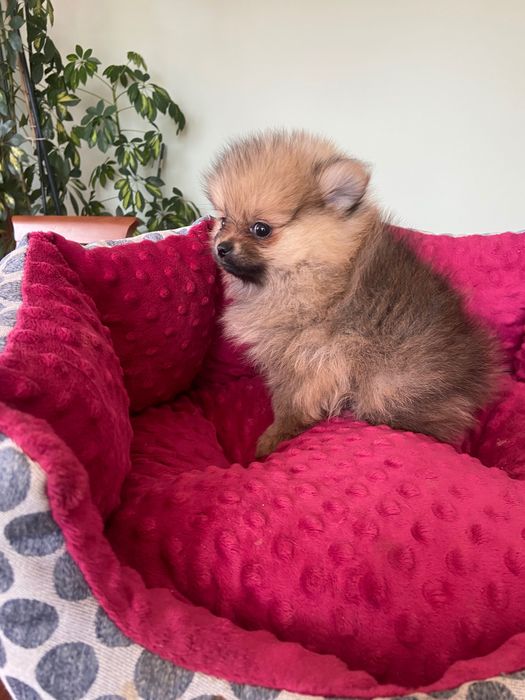 Szpic miniaturowy Pomeranian