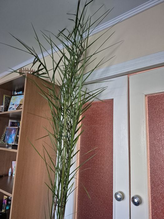 Фінікова пальма  2,50 м