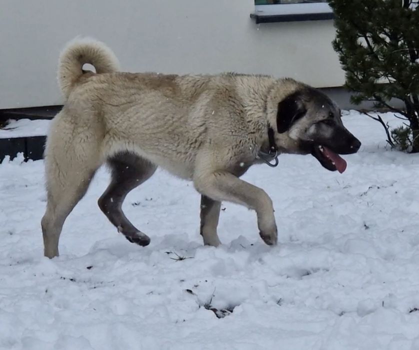 Kangal szczeniak suczka