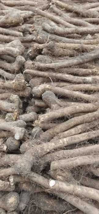 Sprzedam chrzan do tarcia i do ogórka