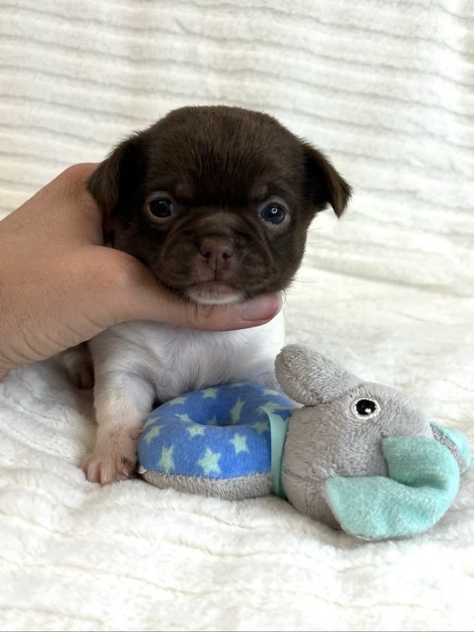 Chihuahua Macho Pelo Curto