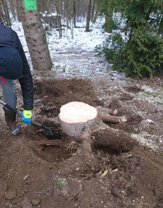 Frezowanie Pni i Usuwanie Korzeni Stargard i Okolice - Szybko