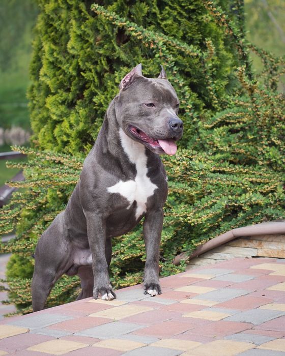 Вязка Амстафф