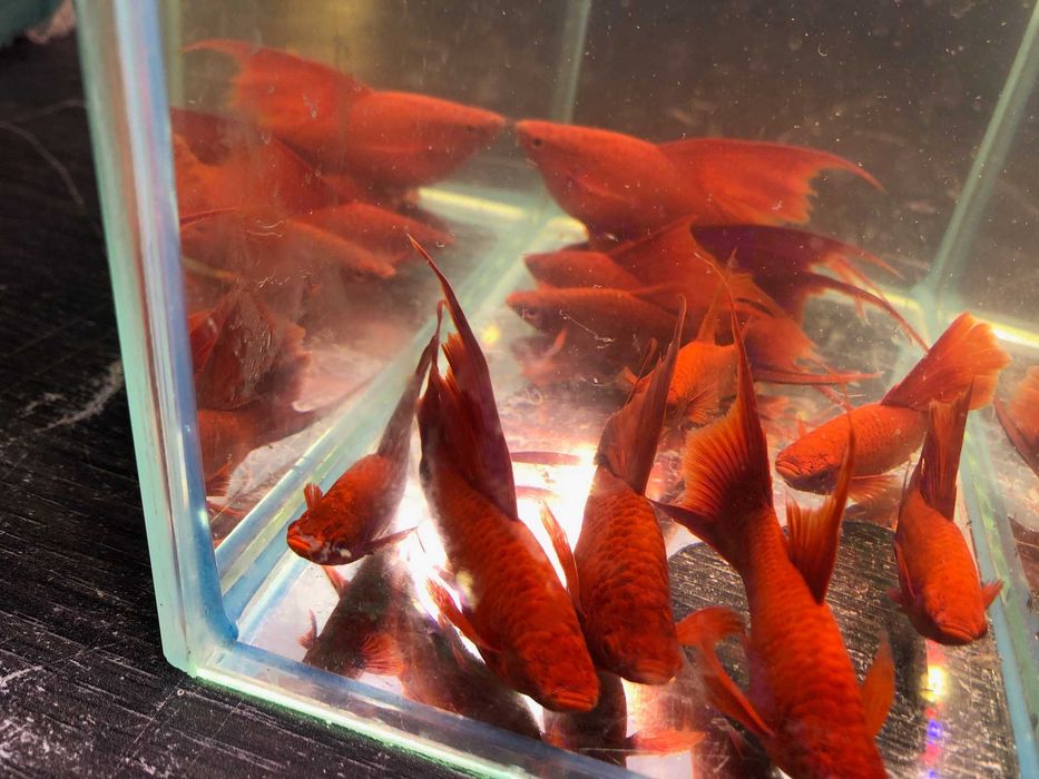 Mieczyk czerwony duże