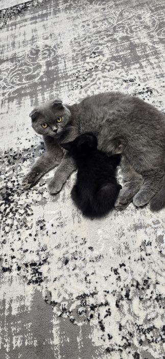 Британские котята