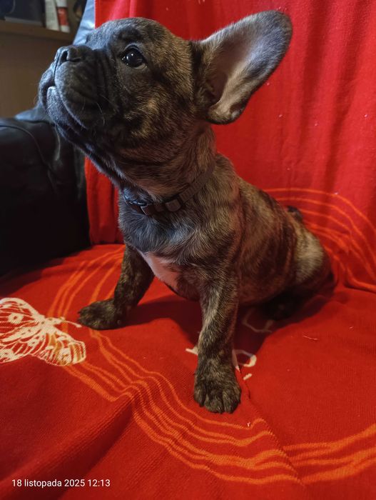 Buldog francuski, Piesek, Gotowy do odbioru, PASZPORT