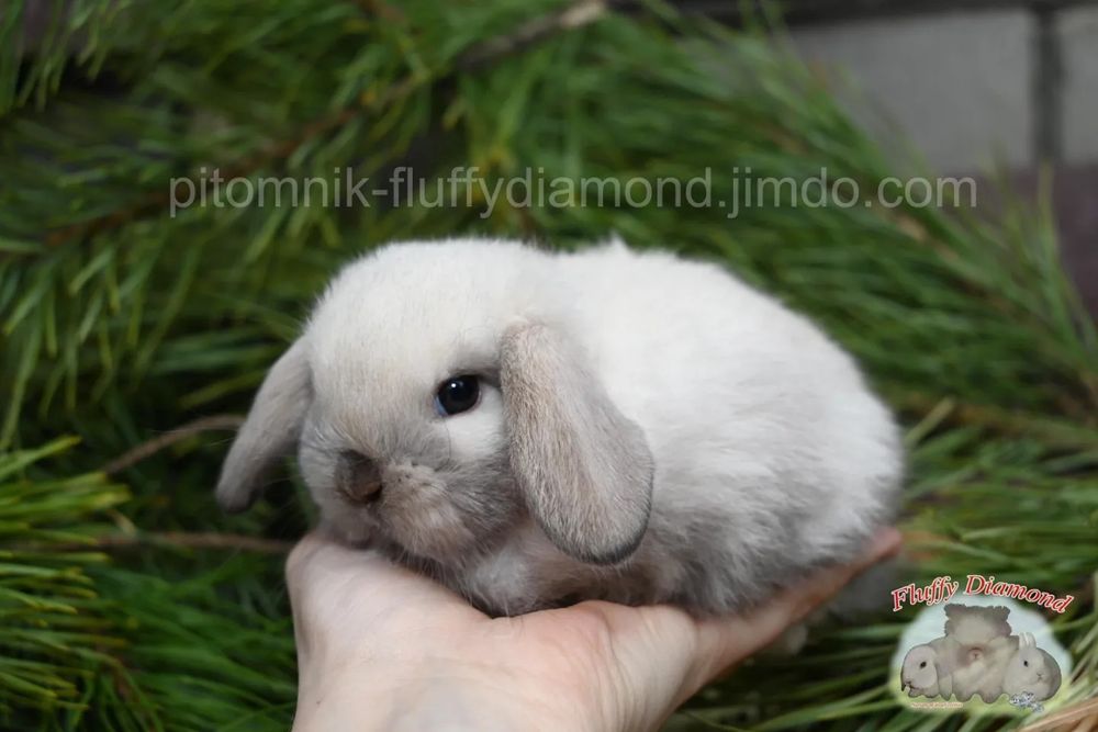 Ексклюзивні карликові кролики. Висловухий NHD. Є вибір! Розплідник