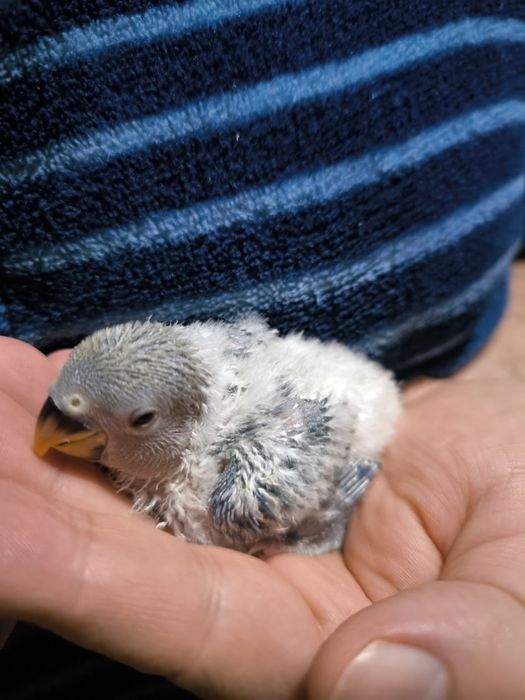 Roseicollis Para acabar de criar à mão