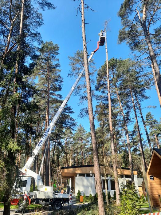 Wycinka i korekta drzew, Nowy Dwór Gd, Krynica Morska, Elbląg, Malbork