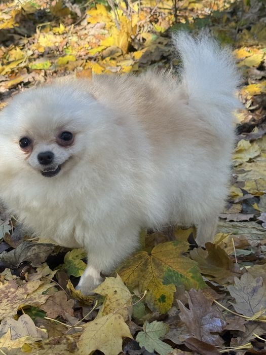 Померанський шпіц дівчинка мікро