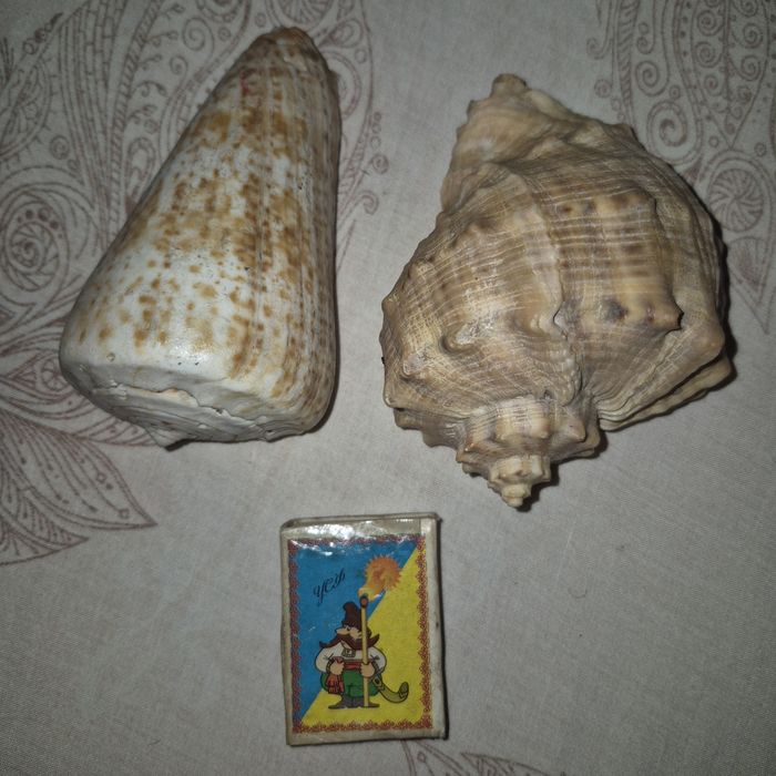 Ракушки раковины морские для аквариума